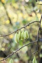 Mountain silverbell, Halesia monticola, fruit